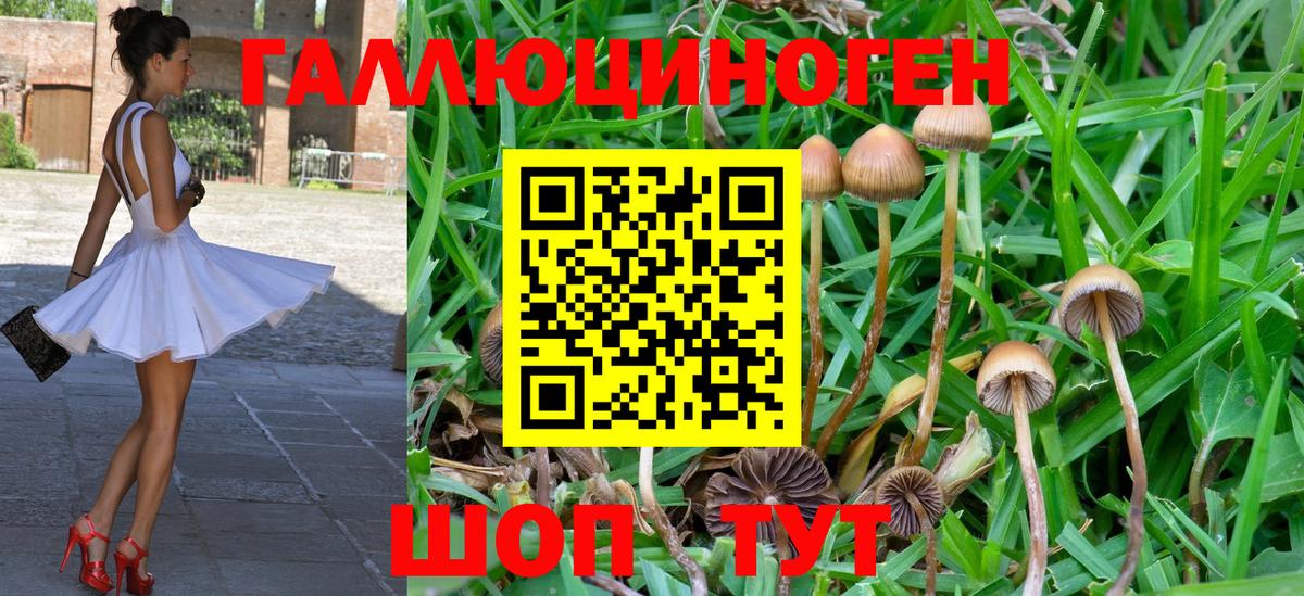 Реж  Псилоцибиновые грибы мухоморы  Вход с VPN  цены   Псилоцибиновые грибы мицелий 